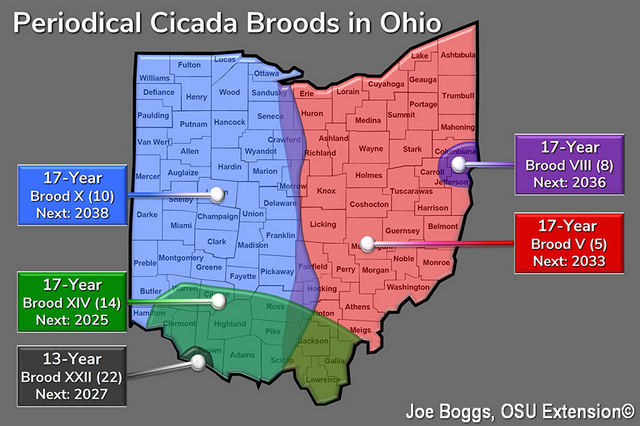 cicada map